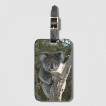 Cute Koala Climbing A Tree Luggage Tag by MissMatching at Zazzle