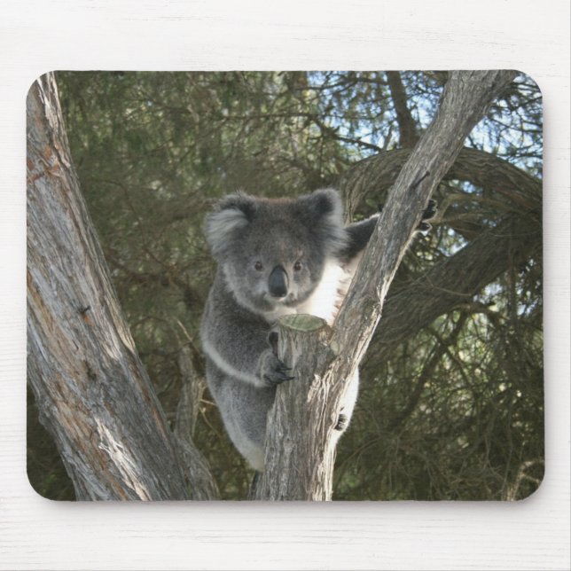 Cute Koala Climbing a Tree Photo Mouse Pad (Front)