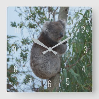 Cute Koala Climbing in a Tree Australia Square Wal