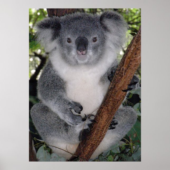 Cute Koala Destiny Zazzle Aussi Outback Poster (Front)