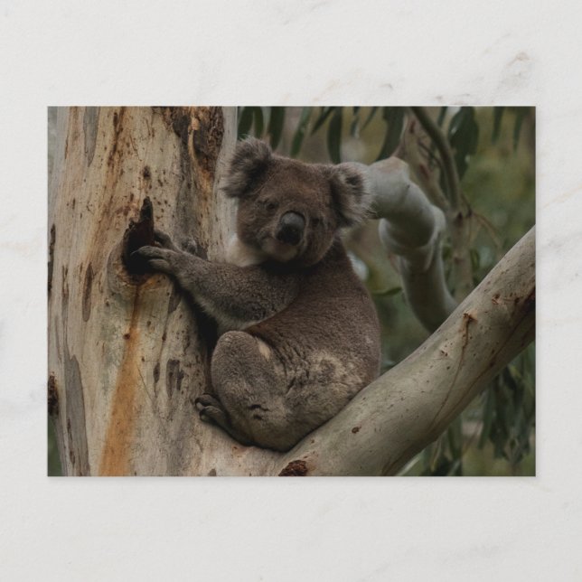 Cute Koala in a tree Australia Postcard (Front)