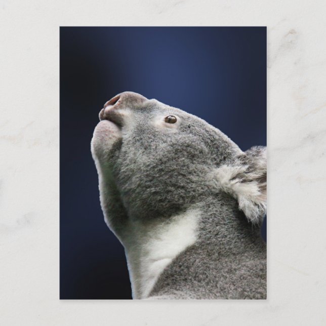 Cute Koala looking up in wonder Postcard (Front)