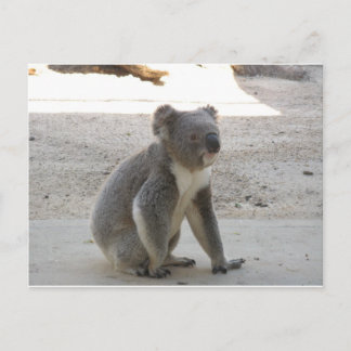 Cute Koala Postcard