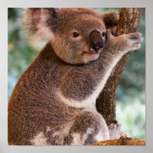 Cute Koala Posters, Cute Koala Prints, Art Prints, Poster Designs