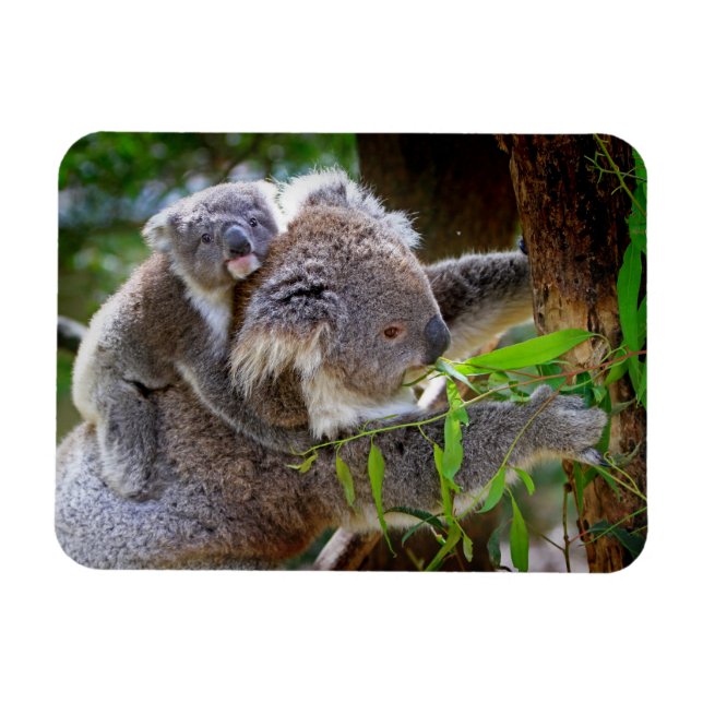 Cute Koalas Magnet (Horizontal)