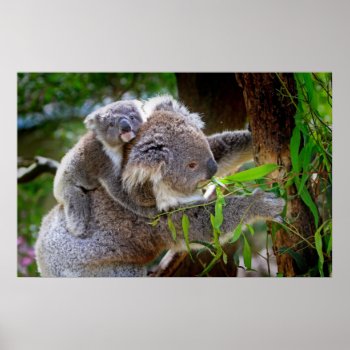 Cute Koalas Poster by Amazing_Posters at Zazzle