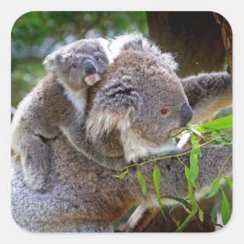 Cute Koalas Square Sticker by Argos_Photography at Zazzle