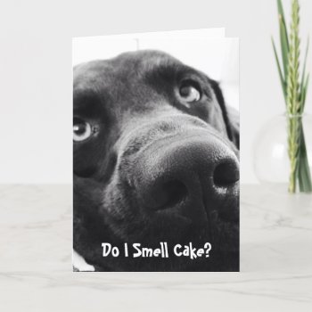 Cute Lab Birthday Card! Card by Sidelinedesigns at Zazzle