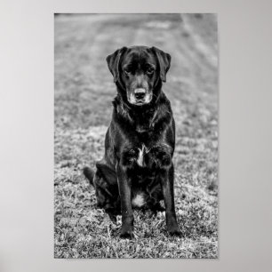 Cute Labrador Black Dog Puppy Pet Poster
