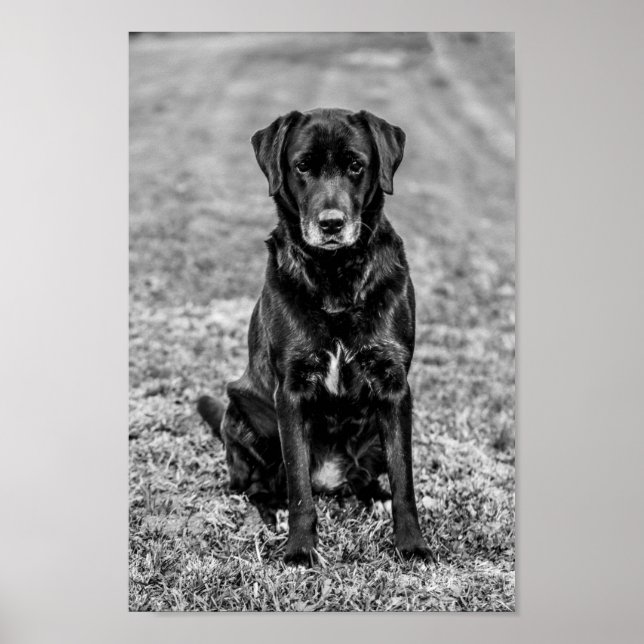 Cute Labrador Black Dog Puppy Pet Poster (Front)