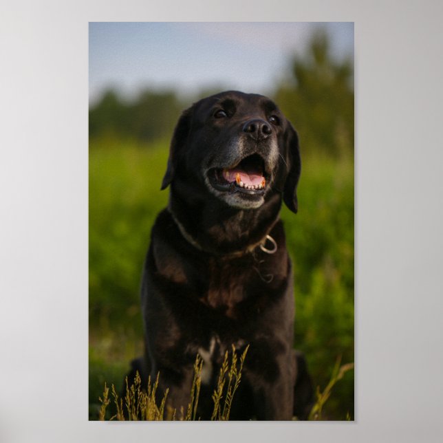 Cute Labrador Black Dog Puppy Pet Poster (Front)