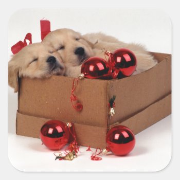 Cute Labrador Puppies With X-mas Baubles Square Sticker by patrickhoenderkamp at Zazzle
