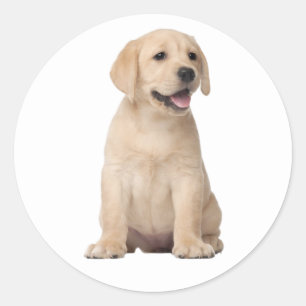 Cute Labrador Retriever Puppy Dog Yellow Lab Hello Classic Round Sticker