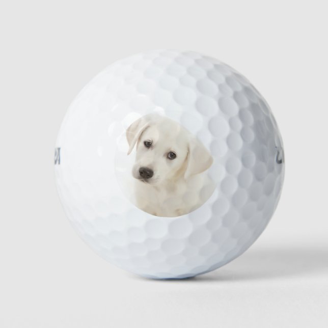 Cute  Labrador Retriever Puppy Golf Balls (Front)