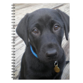 Cute labs notebook