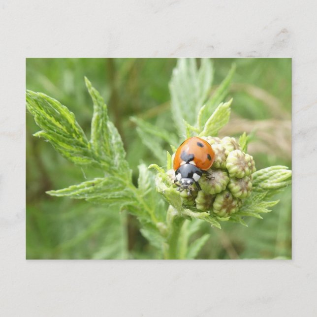 Cute Ladybug Close Up DIY Postcard (Front)