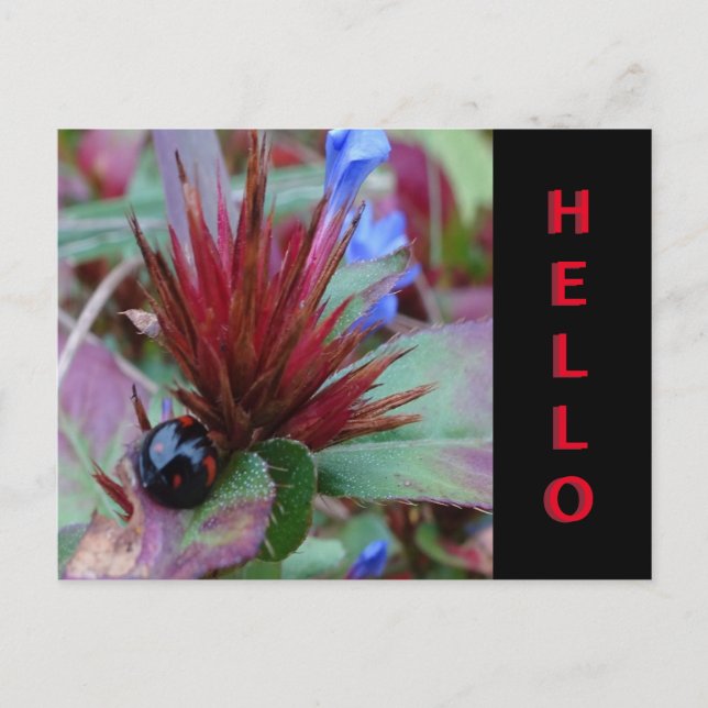 Cute Ladybug Cust. Text HELLO Postcard (Front)