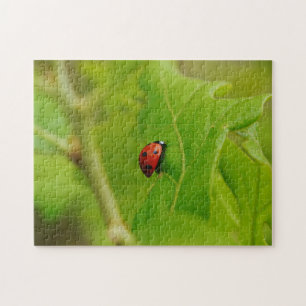 Cute Ladybug in Green Leaves Nature Puzzle