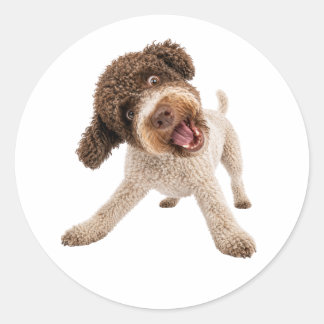 Cute Lagotto Romagnolo Curly Dog Vinyl Sticker