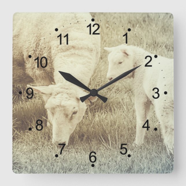 Cute Lamb and Mama Ewe Sheep Square Wall Clock (Front)