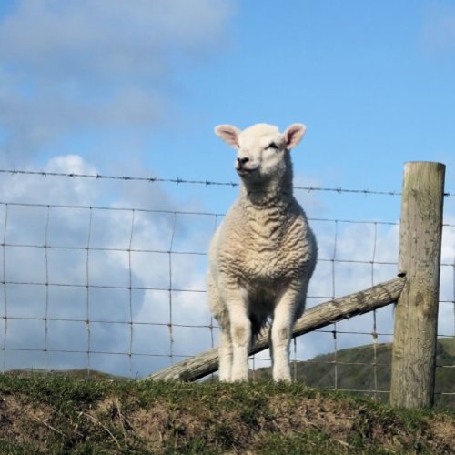 CUTE LAMB CANVAS PRINT