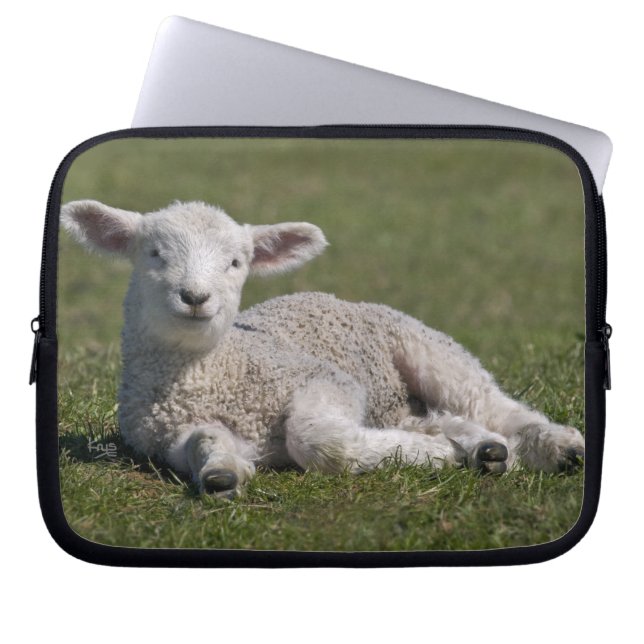Cute Lamb Laptop Sleeve (Front)