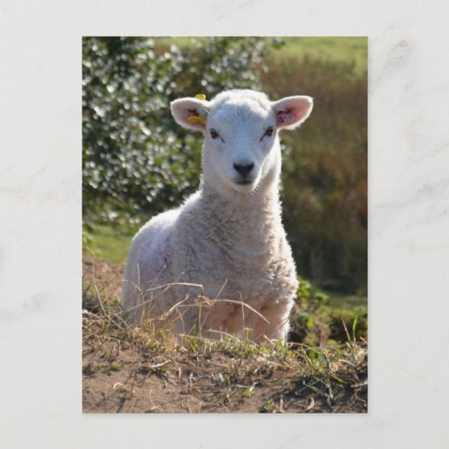 Cute Lamb Photo Postcard (Front)
