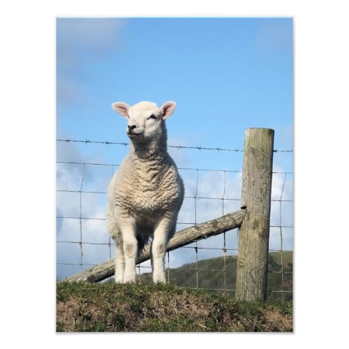 CUTE LAMB PHOTO PRINT