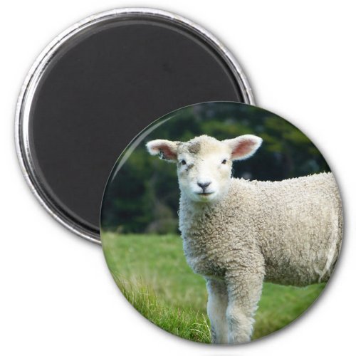 Cute Lamb with Muddy Face in Green Meadow Magnet