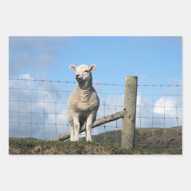 CUTE LAMB    WRAPPING PAPER SHEETS (Front)