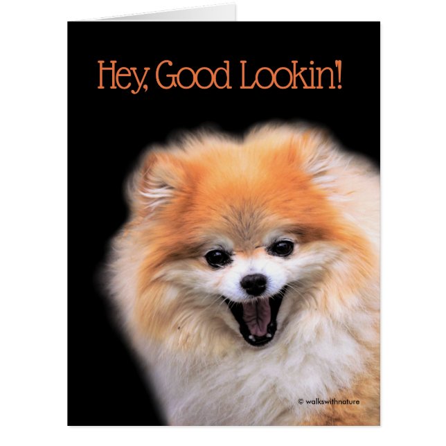 Cute Laughing Pomeranian Dog Cards (Front)