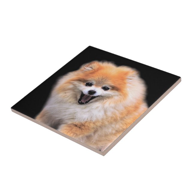 Cute Laughing Pomeranian Dog Ceramic Tile (Side)