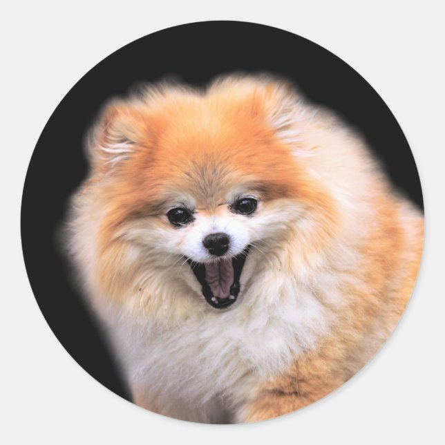 Cute Laughing Pomeranian Dog Classic Round Sticker (Front)