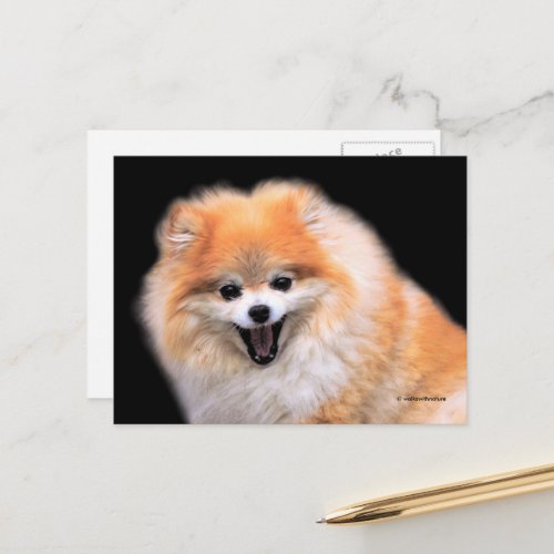 Cute Laughing Pomeranian Dog Postcard
