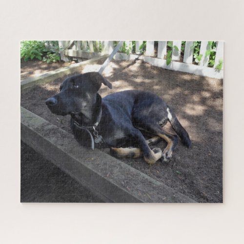 Cute Lazy Black Dog Lab Shepherd Picture Photo Jigsaw Puzzle