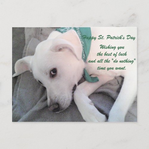 Cute Lazy White Dog Wearing Green Scarf Postcard