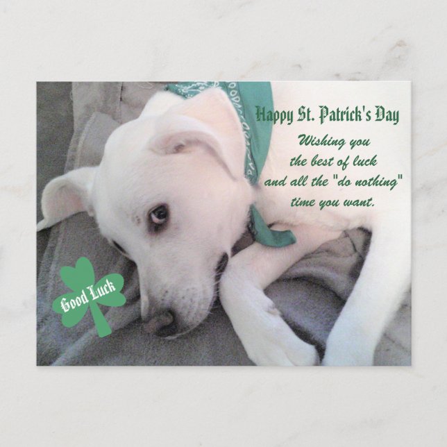 Cute Lazy White Dog Wearing Green Scarf Shamrock P Postcard (Front)