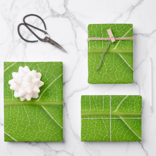 Cute Leafy Greens Close up of Green Leaf Premium F Wrapping Paper Sheets