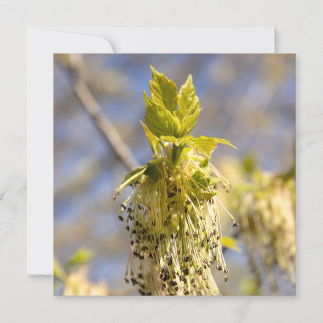 Cute leaves in spring photo (Front)