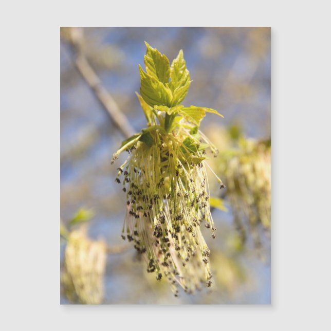 Cute leaves in spring photo (Front)