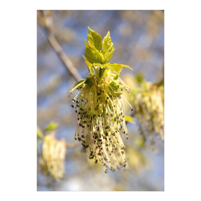 Cute leaves in spring photo print (Front)