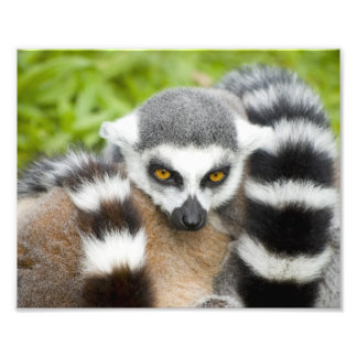 Cute Lemur Stripey Tail Photo Print