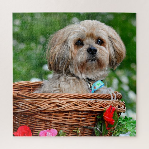 lhasa apso jigsaw puzzle