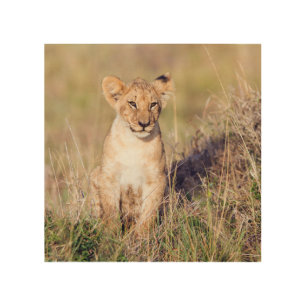 Cute lion cub in Africa photo Wood Wall Art