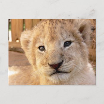 Cute Lion Cub Postcard by zzl_157558655514628 at Zazzle