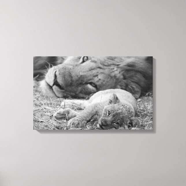 Cute Lion Cub Resting With Father Canvas Print (Front)