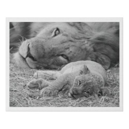 Cute Lion Cub Resting With Father Faux Canvas Print