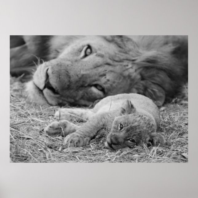 Cute Lion Cub Resting With Father Poster (Front)