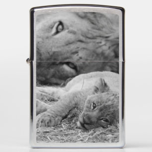 Cute Lion Cub Resting With Father Zippo Lighter