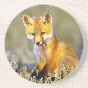 Cute Baby Fox Drink Beverage Coasters Zazzle